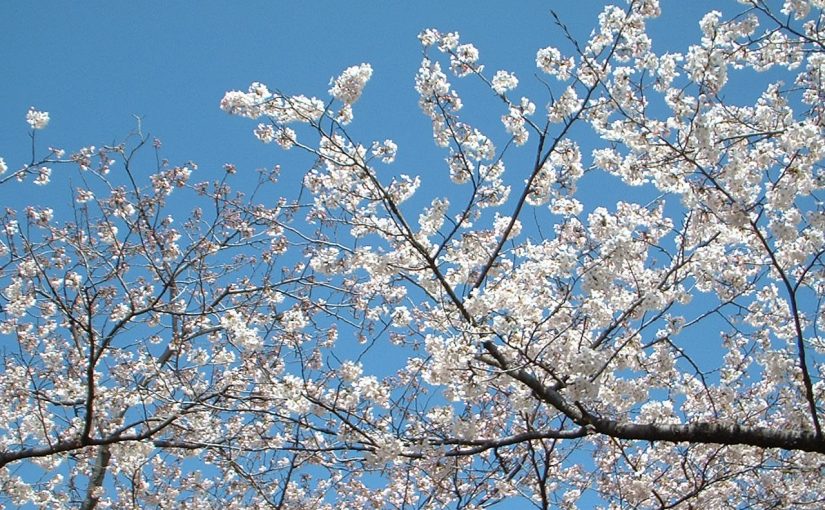 思い出を辿り桜散策